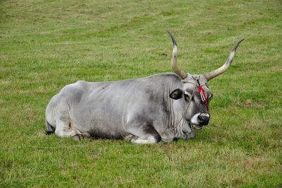 Portrait of maremmana cattle sitting in the grass