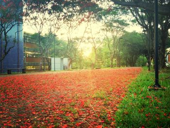 View of plants and trees at sunset