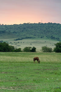 Antelope grazing in a field during sunset in kenya