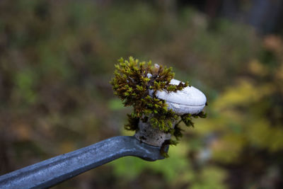 Close-up of plant against blurred background