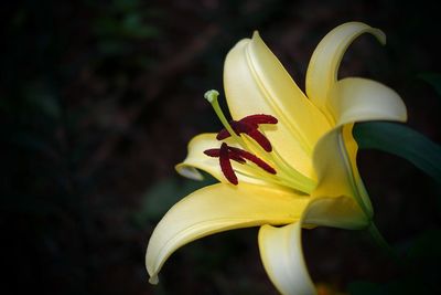 Close-up of yellow lily blooming outdoors