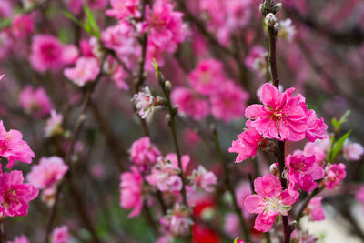 Close-up of pink flowers