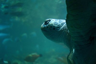 Close-up of fish swimming in sea