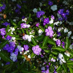 Close-up of purple flowers