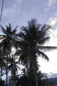 Low angle view of palm trees against sky