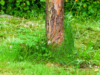 Close-up of tree trunk
