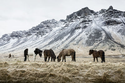 Horses grazing in mountains