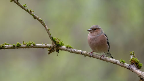 Close-up of bird perching on branch