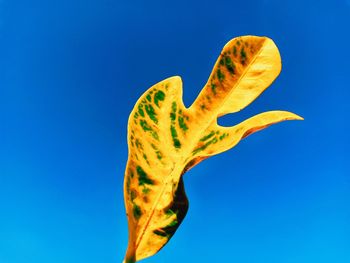 Low angle view of leaf against blue sky