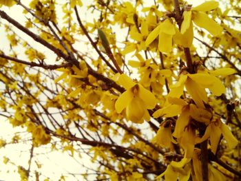 Low angle view of yellow tree