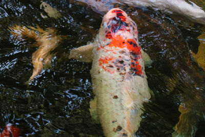 High angle view of fish swimming in lake