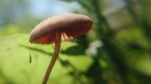 Close-up of mushrooms