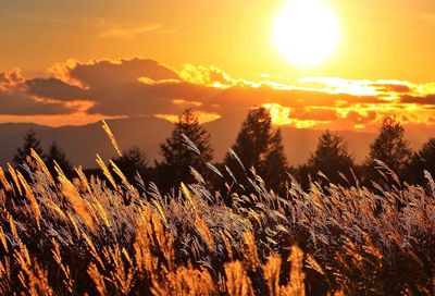 Close-up of reeds growing on field against sky during sunset