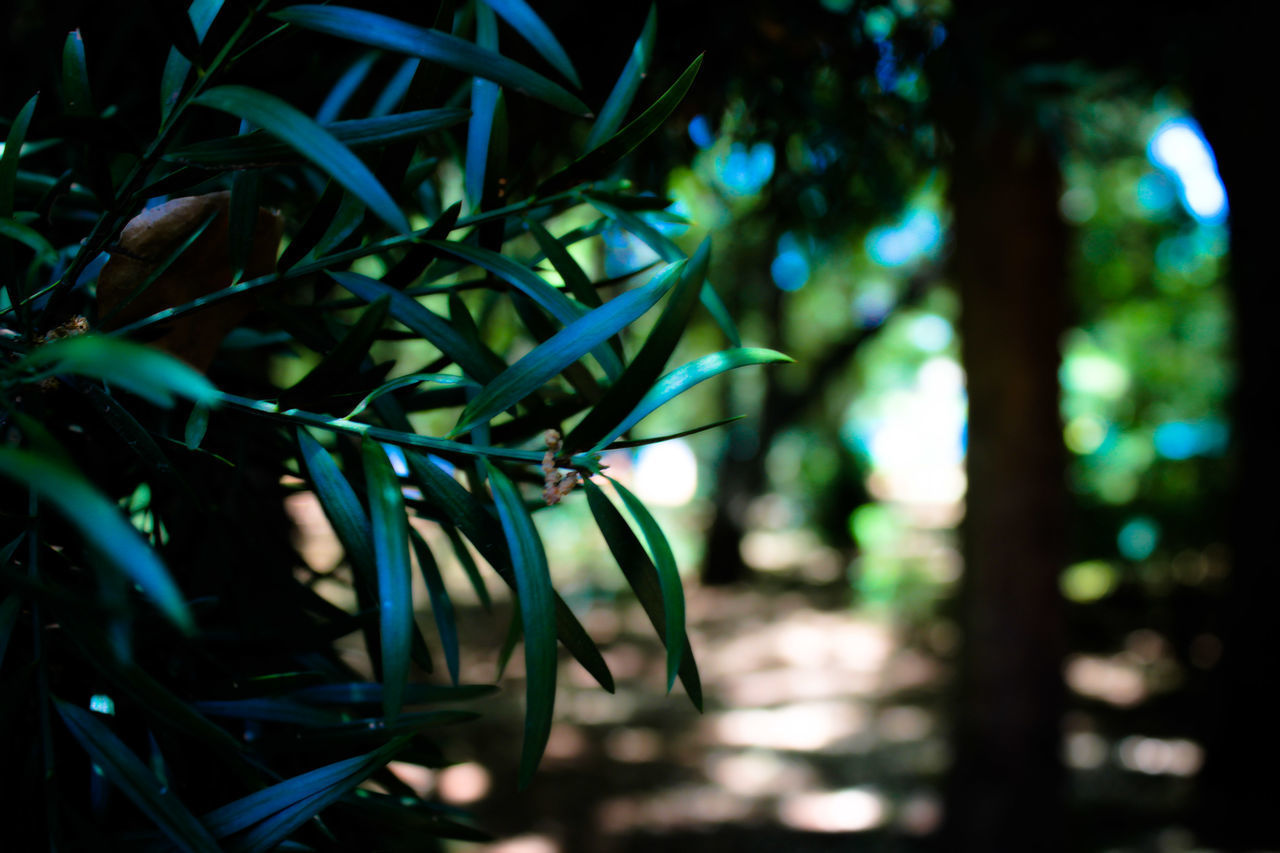 Close-up of bamboo tree