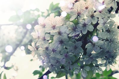 Close-up of cherry blossoms in spring