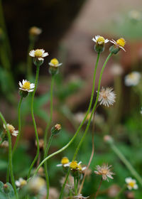 Close-up of flowering plant on field