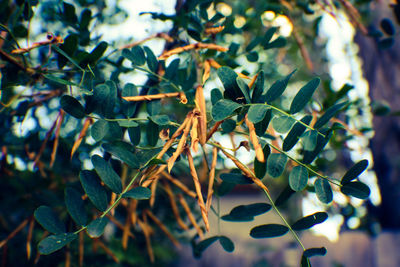 Close-up of leaves against blurred background