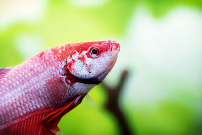 Close-up of fish swimming in aquarium