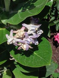 Close-up of white flowers