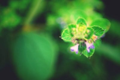 fragility
