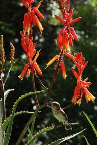 Close-up of red flowering plant