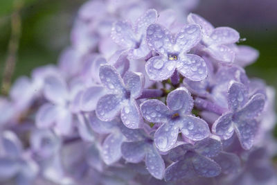 Close-up of water drops on purple flower