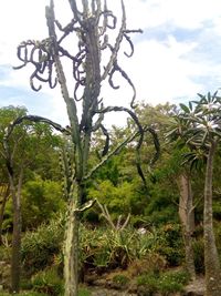 Low angle view of trees against sky