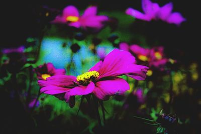 Close-up of pink flowers blooming outdoors