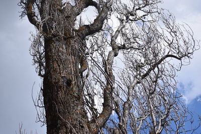 Low angle view of bare tree against sky