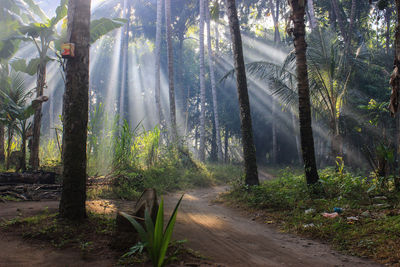 Footpath passing through forest