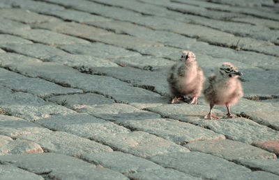 Close-up of pigeons on cobblestone