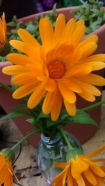 Close-up of yellow flower