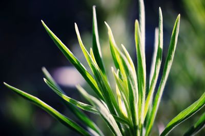 Close-up of green plant