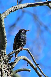 Low angle view of bird perching on tree