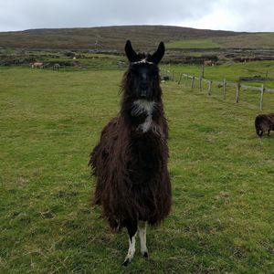 Horse standing in a field