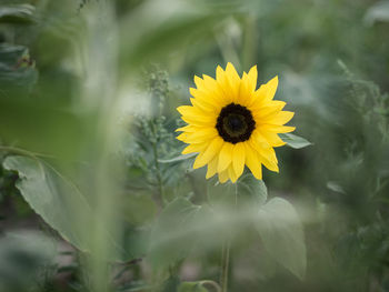 Close-up of yellow flowering plant