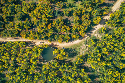 High angle view of trees on landscape