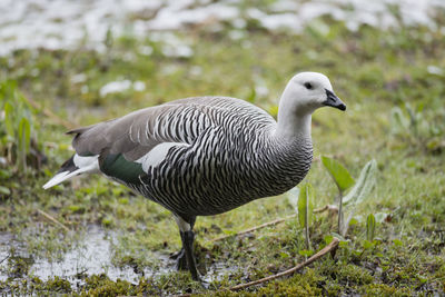 Close-up of duck on field