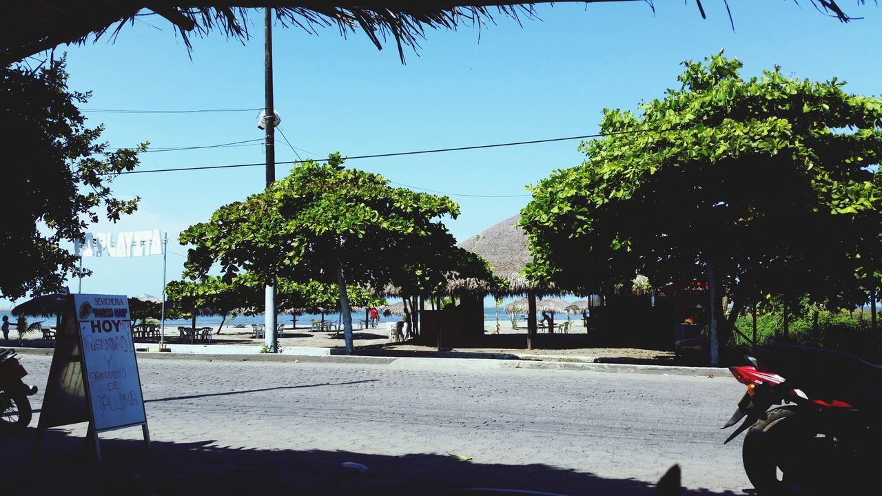 tree, clear sky, transportation, mode of transport, land vehicle, car, street, sunlight, road, growth, incidental people, sky, men, shadow, palm tree, day, outdoors, blue, built structure