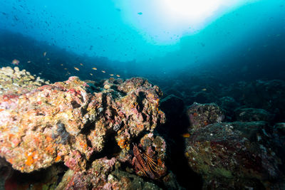 View of coral in sea