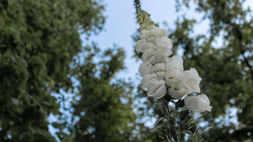 Low angle view of white flowers blooming on tree