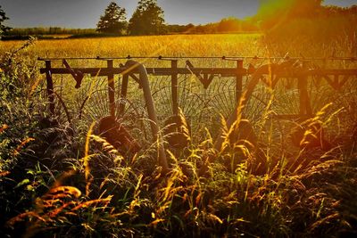 Plants growing on field against sky during sunset