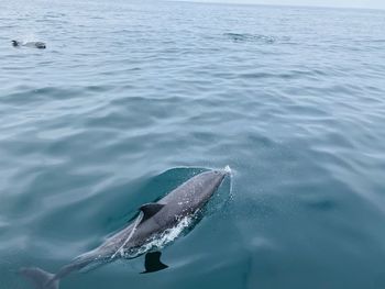 High angle view of swimming in sea