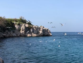 Seagull flying over sea against clear sky