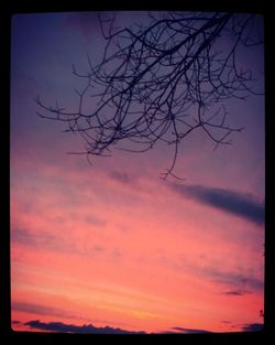 Silhouette of trees at sunset