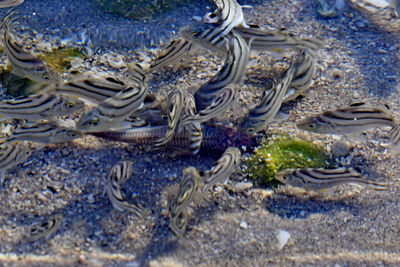 Close-up of turtle in sea