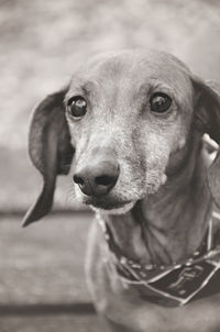 Close-up portrait of dog