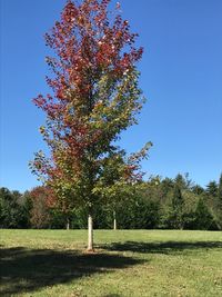 Tree in autumn against clear blue sky