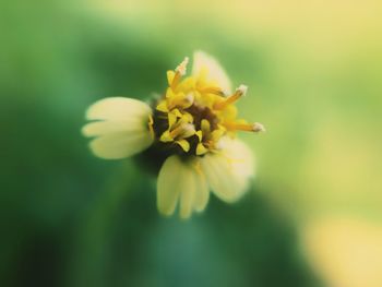 Close-up of yellow flower blooming outdoors