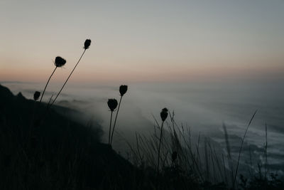 Wilted plants at beach against sky during sunset